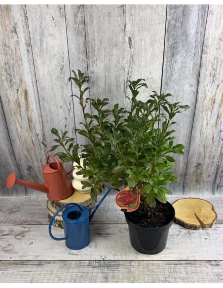 'Parkfeuer' - azalia wielkokwiatowa
Rhododendron (Azalea) 'Parkfeuer'