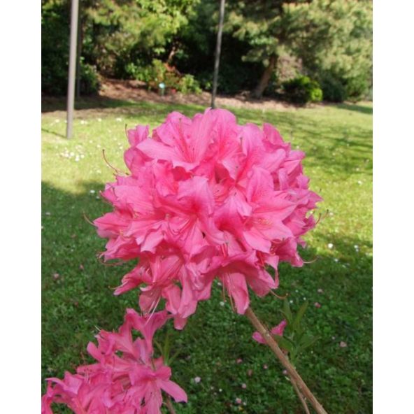 'Rosy Lights' - azalia wielkokwiatowa
Rhododendron (Azalea) 'Rosy Lights'