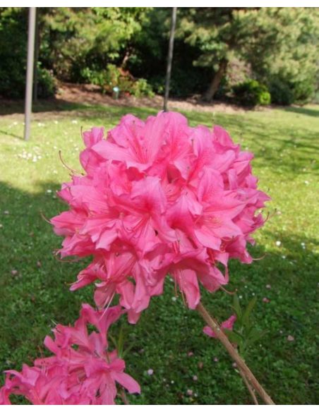 'Rosy Lights' - azalia wielkokwiatowa
Rhododendron (Azalea) 'Rosy Lights'