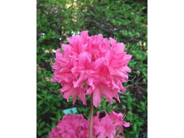 'Rosy Lights' - azalia wielkokwiatowa
Rhododendron (Azalea) 'Rosy Lights'
