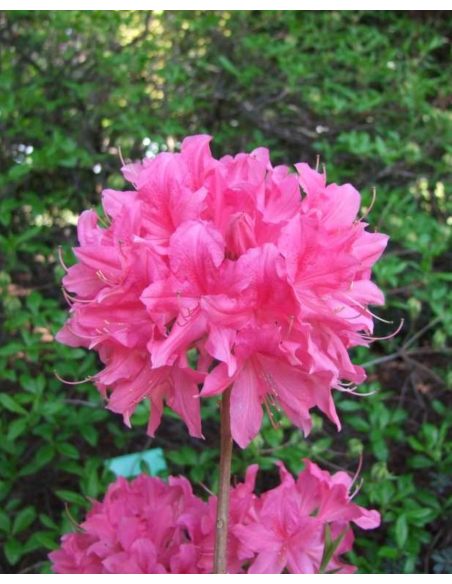'Rosy Lights' - azalia wielkokwiatowa
Rhododendron (Azalea) 'Rosy Lights'