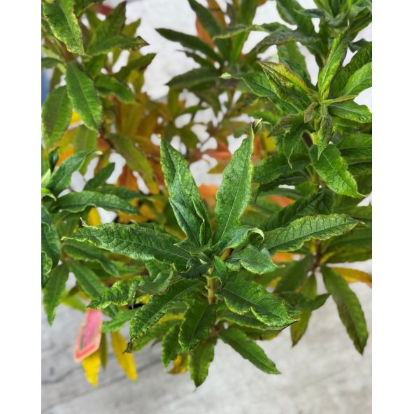 'Rosy Lights' - azalia wielkokwiatowa
Rhododendron (Azalea) 'Rosy Lights'