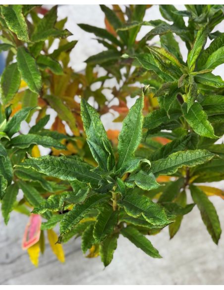 'Rosy Lights' - azalia wielkokwiatowa
Rhododendron (Azalea) 'Rosy Lights'