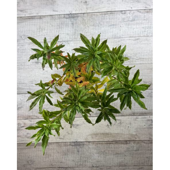 'Rosy Lights' - azalia wielkokwiatowa
Rhododendron (Azalea) 'Rosy Lights'