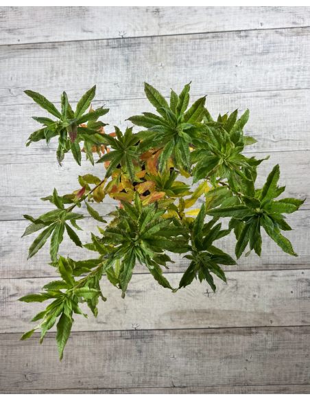 'Rosy Lights' - azalia wielkokwiatowa
Rhododendron (Azalea) 'Rosy Lights'