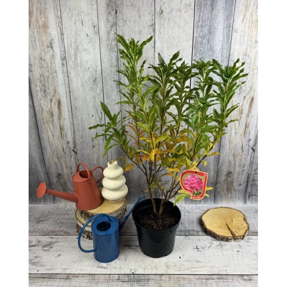 'Rosy Lights' - azalia wielkokwiatowa
Rhododendron (Azalea) 'Rosy Lights'