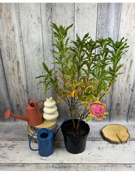'Rosy Lights' - azalia wielkokwiatowa
Rhododendron (Azalea) 'Rosy Lights'