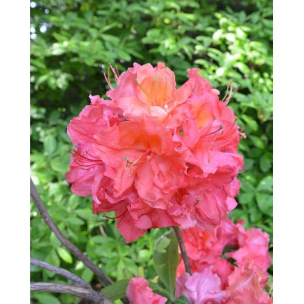 'Sarina' - azalia wielkokwiatowa
Rhododendron (Azalea) 'Sarina'
