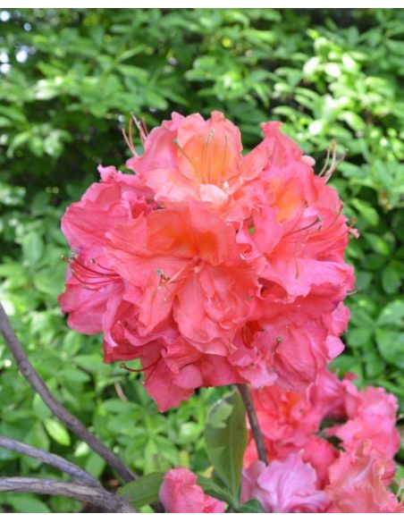 'Sarina' - azalia wielkokwiatowa
Rhododendron (Azalea) 'Sarina'