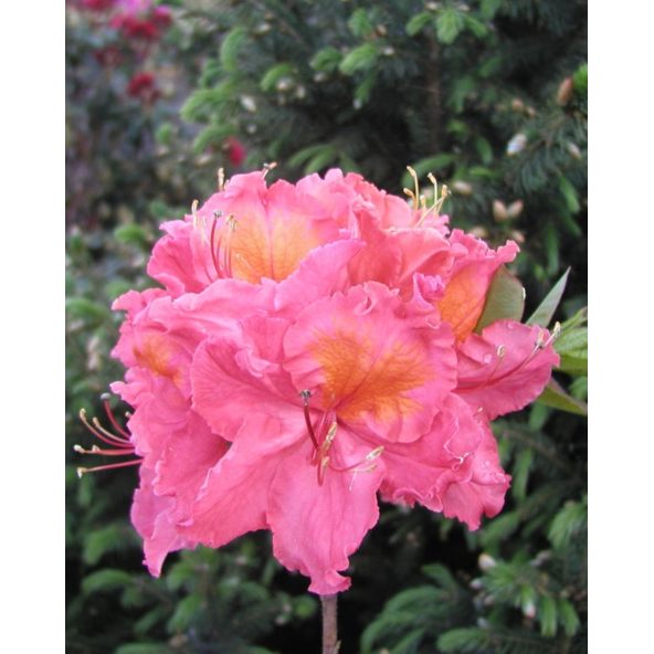 'Sarina' - azalia wielkokwiatowa
Rhododendron (Azalea) 'Sarina'