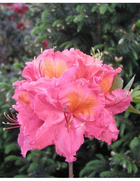 'Sarina' - azalia wielkokwiatowa
Rhododendron (Azalea) 'Sarina'