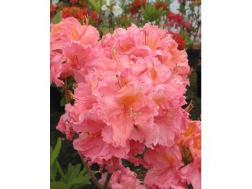 'Sarina' - azalia wielkokwiatowa
Rhododendron (Azalea) 'Sarina'