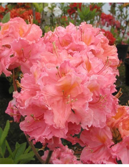 'Sarina' - azalia wielkokwiatowa
Rhododendron (Azalea) 'Sarina'