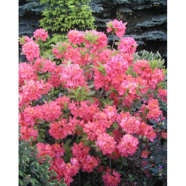 'Sarina' - azalia wielkokwiatowa
Rhododendron (Azalea) 'Sarina'