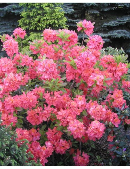 'Sarina' - azalia wielkokwiatowa
Rhododendron (Azalea) 'Sarina'