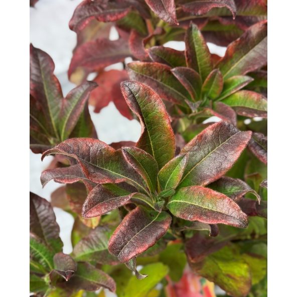 'Sarina' - azalia wielkokwiatowa
Rhododendron (Azalea) 'Sarina'