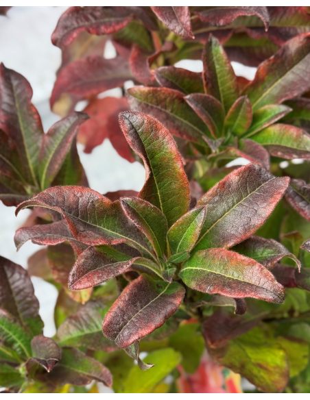 'Sarina' - azalia wielkokwiatowa
Rhododendron (Azalea) 'Sarina'