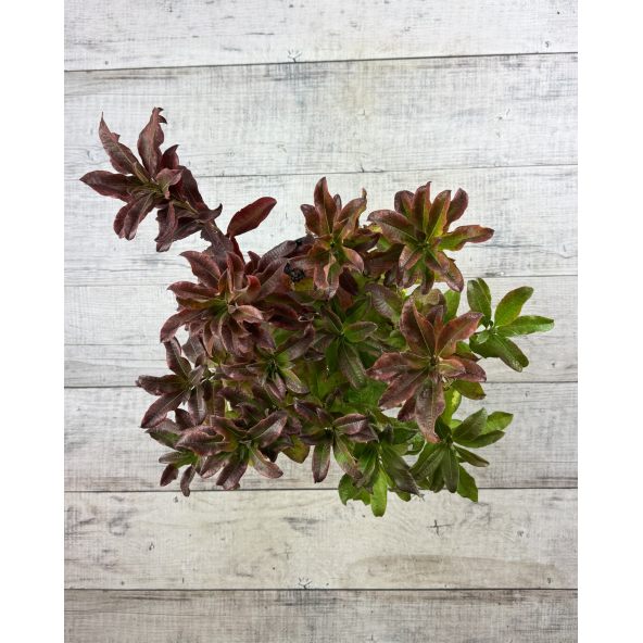 'Sarina' - azalia wielkokwiatowa
Rhododendron (Azalea) 'Sarina'