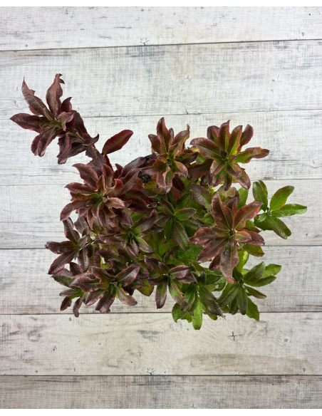 'Sarina' - azalia wielkokwiatowa
Rhododendron (Azalea) 'Sarina'