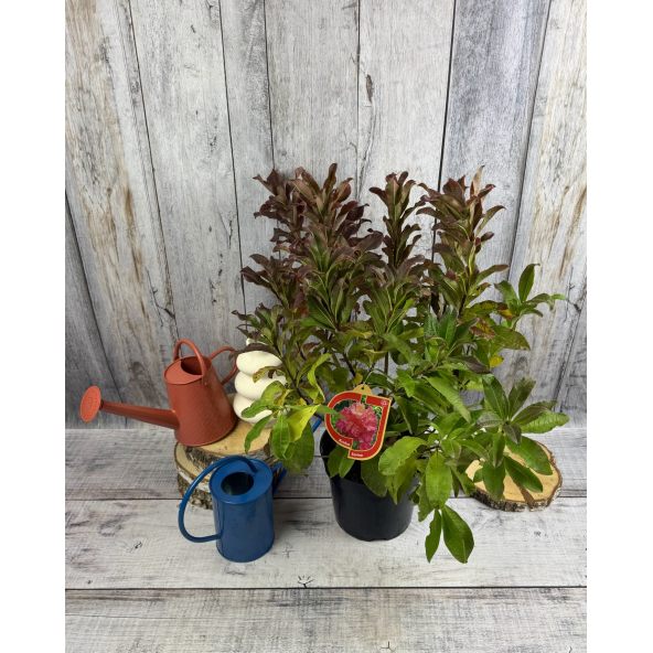 'Sarina' - azalia wielkokwiatowa
Rhododendron (Azalea) 'Sarina'