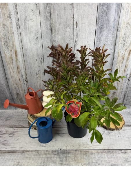 'Sarina' - azalia wielkokwiatowa
Rhododendron (Azalea) 'Sarina'