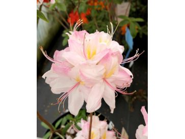 'Satomi' - azalia wielkokwiatowa
Rhododendron (Azalea) 'Satomi'