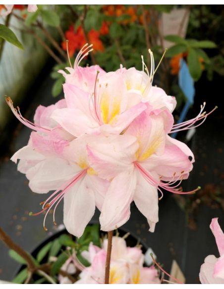 'Satomi' - azalia wielkokwiatowa
Rhododendron (Azalea) 'Satomi'