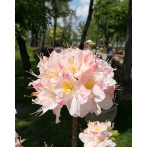 'Satomi' - azalia wielkokwiatowa
Rhododendron (Azalea) 'Satomi'