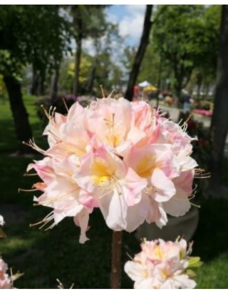 'Satomi' - azalia wielkokwiatowa
Rhododendron (Azalea) 'Satomi'