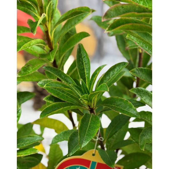 'Satomi' - azalia wielkokwiatowa
Rhododendron (Azalea) 'Satomi'