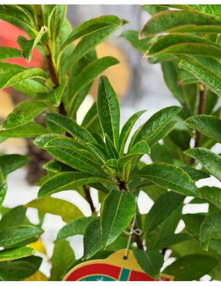 'Satomi' - azalia wielkokwiatowa
Rhododendron (Azalea) 'Satomi'