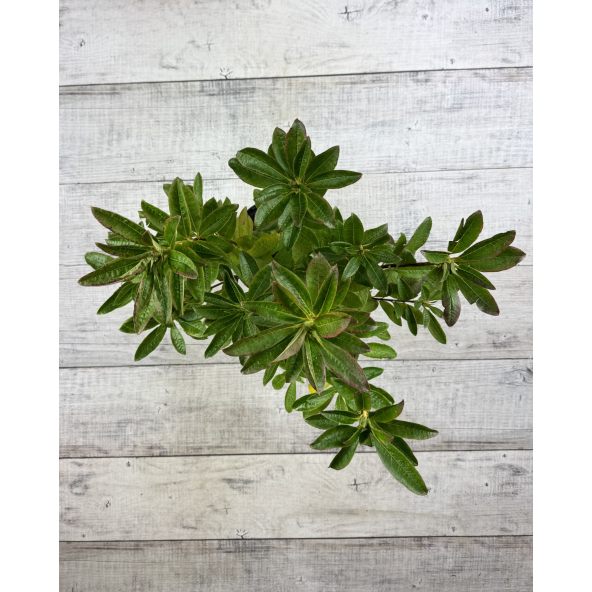 'Satomi' - azalia wielkokwiatowa
Rhododendron (Azalea) 'Satomi'