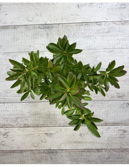 'Satomi' - azalia wielkokwiatowa
Rhododendron (Azalea) 'Satomi'