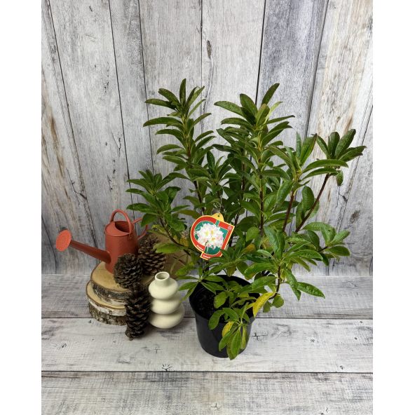 'Satomi' - azalia wielkokwiatowa
Rhododendron (Azalea) 'Satomi'