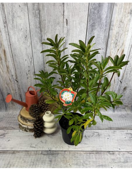 'Satomi' - azalia wielkokwiatowa
Rhododendron (Azalea) 'Satomi'