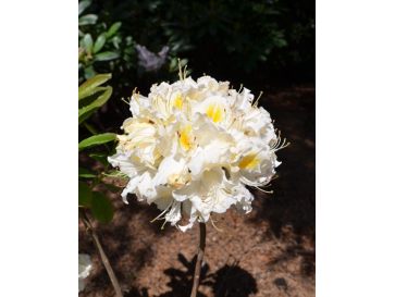 'Schneegold' - azalia wielkokwiatowa
Rhododendron (Azalea) 'Schneegold'
