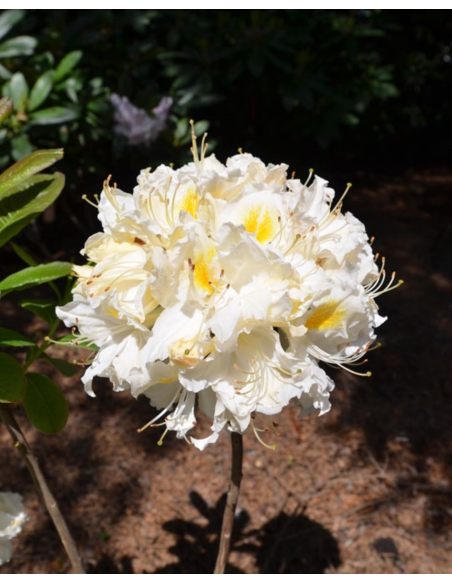 'Schneegold' - azalia wielkokwiatowa
Rhododendron (Azalea) 'Schneegold'