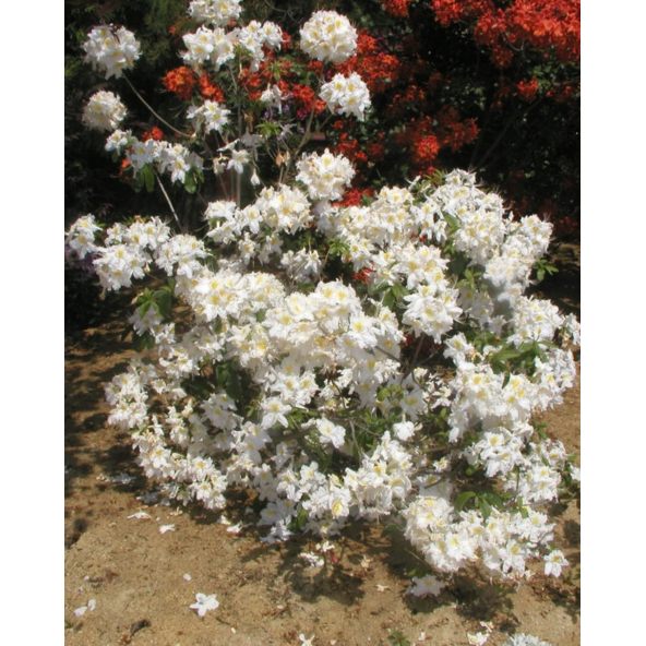 'Schneegold' - azalia wielkokwiatowa
Rhododendron (Azalea) 'Schneegold'