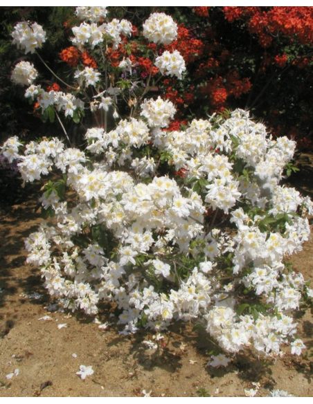 'Schneegold' - azalia wielkokwiatowa
Rhododendron (Azalea) 'Schneegold'