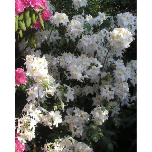 'Schneegold' - azalia wielkokwiatowa
Rhododendron (Azalea) 'Schneegold'