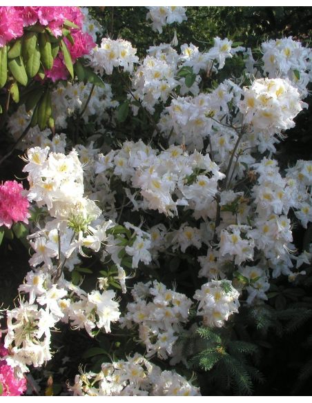 'Schneegold' - azalia wielkokwiatowa
Rhododendron (Azalea) 'Schneegold'