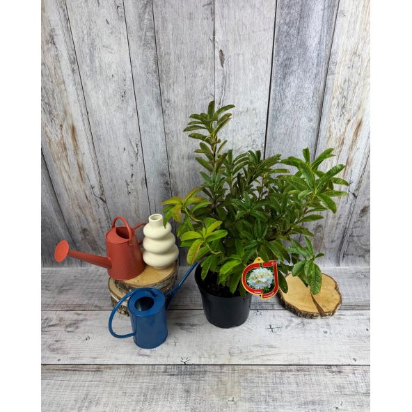 'Schneegold' - azalia wielkokwiatowa
Rhododendron (Azalea) 'Schneegold'