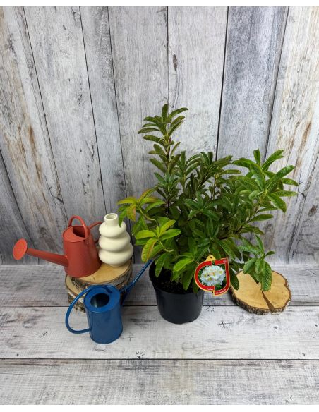 'Schneegold' - azalia wielkokwiatowa
Rhododendron (Azalea) 'Schneegold'