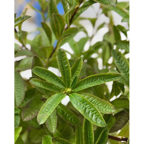 'Schneegold' - azalia wielkokwiatowa
Rhododendron (Azalea) 'Schneegold'
