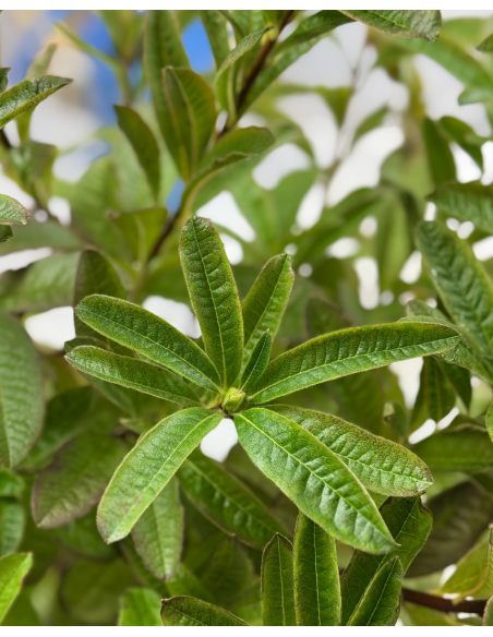 'Schneegold' - azalia wielkokwiatowa
Rhododendron (Azalea) 'Schneegold'
