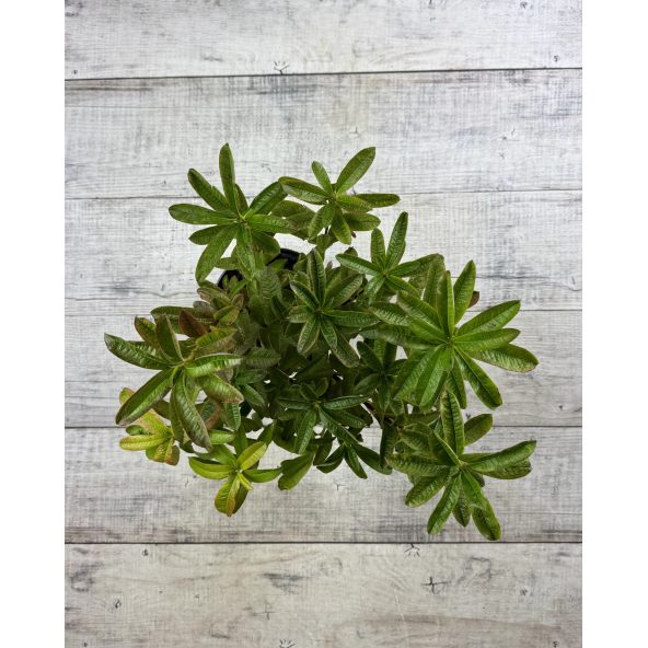 'Schneegold' - azalia wielkokwiatowa
Rhododendron (Azalea) 'Schneegold'