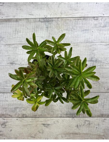 'Schneegold' - azalia wielkokwiatowa
Rhododendron (Azalea) 'Schneegold'