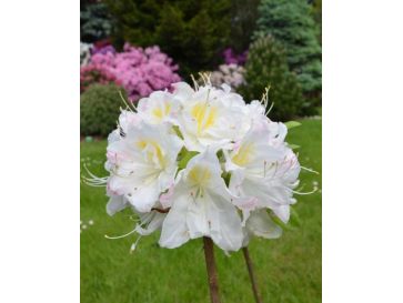 'Silver Slipper' - azalia wielkokwiatowa
Rhododendron (Azalea) 'Silver Slipper'