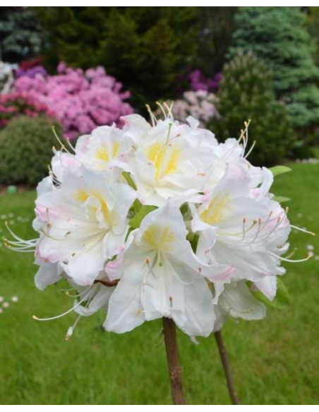 'Silver Slipper' - azalia wielkokwiatowa
Rhododendron (Azalea) 'Silver Slipper'
