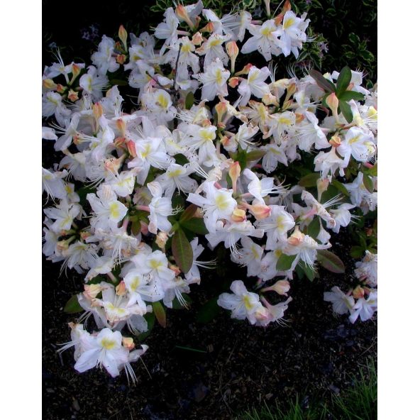 'Silver Slipper' - azalia wielkokwiatowa
Rhododendron (Azalea) 'Silver Slipper'